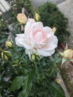 H キャンドス ビューティー 薔薇 挿し木苗 - メルカリ