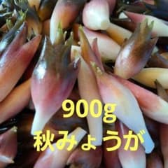 農薬不使用 秋みょうが 約900g コンパクトボックス 北海道内のみ発送のサムネイル