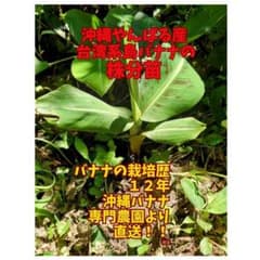 特価！！沖縄本島栽培苗　台湾系島バナナ = ドワーフキャベンディッシュ苗！のサムネイル