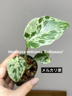 Y*I様 ②【全葉斑入り‼️】モンステラ　デリシオーサ　バルバソー　フシギダネ/ で*ぎ様 【極上斑入り‼️】モンステラ デリシオーサ バルバソー