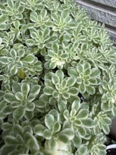 多肉植物 セダム 斑入り浜万年草 浜万年草錦 2カット - メルカリ