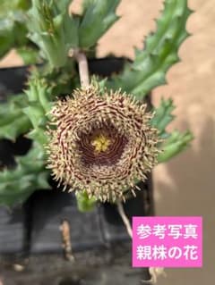 多肉植物　ガガイモ　フェルニア　ヒストリクス②　抜き苗発送のサムネイル