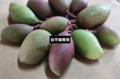 摘果マンゴーのサムネイル