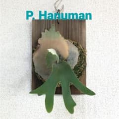 P. Hanuman ハヌマーン 株分 ビカクシダ コウモリラン - メルカリ