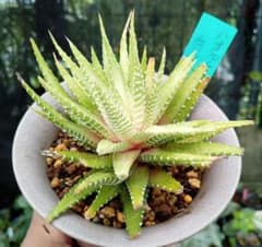 多肉植物ハオルチア自家栽培（白蝶） - メルカリ