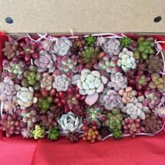 多肉植物　カット苗　詰め合わせのサムネイル