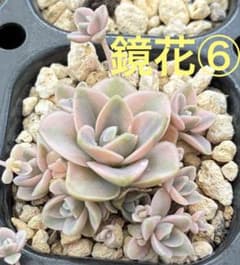 ⑥ 子持ち蓮華錦 鏡花 抜き苗 オロスタキス 多肉植物 - メルカリ
