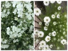 オンファロディス&ニゲラ(白) 紫花菜も❣️のサムネイル
