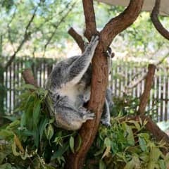 ここたまさまのサムネイル