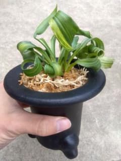 万年青　おもと　獅子　縞斑　4号陶器鉢つき　3株群生❗　ら 万年青 おもと 獅子 縞斑 4号陶器鉢つき 3株群生❗ ら - メルカリ