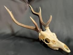 m84891827403_1.jpg?1740025512