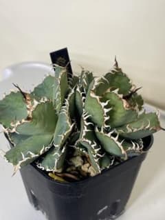 アガベ　連刺フィリグリー　メルカリ便 アガベ フィリグリー子株② チタノタ filigree 連刺 - メルカリ