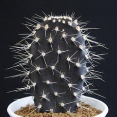 m84920871959_1.jpg?1716380232