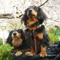 確認用のサムネイル