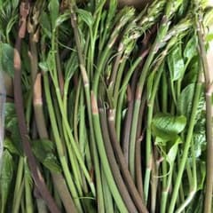 秋田産山菜シオデのサムネイル