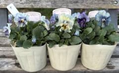 チ）セット 3苗 フリル咲きビオラ アイクルール タグ付き 花日和 現品