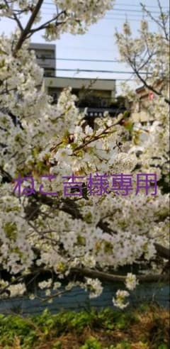ねこ吉様専用のサムネイル