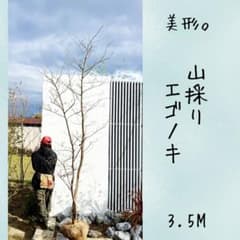 超美形。山採りエゴノキ株立ち3.5M(鉢底から) 超美形。山採りエゴノキ株立ち3.5M(鉢底から) - メルカリ