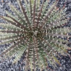 ディッキアマグニフィカ　 Dyckia　magnificaのサムネイル