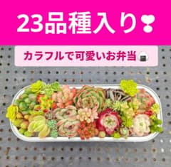 カラフルで可愛い多肉ちゃんお弁当❣のサムネイル