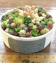 このまま発送 ホワイトリメ缶 多肉植物寄せ植えのサムネイル