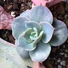 多肉植物♪ エケベリア モーニングライト( ˊᵕˋ )♡のサムネイル