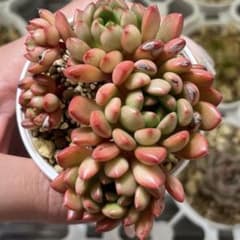 ピンクルルビー 根付き 抜き苗 全部 - メルカリ