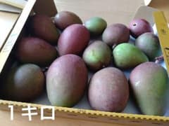 グリーンマンゴー１キロ（サラダ・漬物）※必ず商品説明読んで下さいのサムネイル