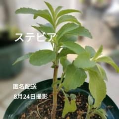 ステビア 茎太の元気のいい苗!! 1株 爽やかな甘み ハーブ 農薬不使用 Aのサムネイル