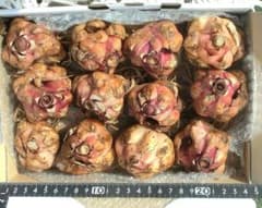 + OWL50-3　白だけ　大玉50球　ユリ球根　オリエンタル オリエンタルリリー 球根」の人気商品一覧 | 安い商品を通販サイトから