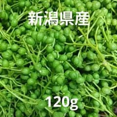 新潟県産 【新鮮】山椒の実 120g 収穫当日発送 - メルカリ