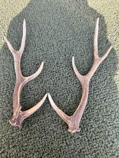 鹿の角 約40cm 自然乾燥済みのサムネイル