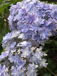 紫陽花♡カット苗　挿し木用２本♡のサムネイル