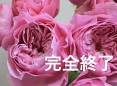 ラスト株！巨大輪！完全終了！超入手困難 和バラ苗 - メルカリ