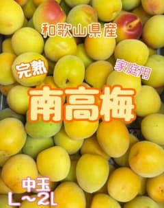和歌山県産　完熟南高梅‼️L〜２L混合‼️８kg　みかんキング　家庭用 和歌山県産 完熟南高梅‼️L〜2L混合‼️2kg みかんキング 家庭用