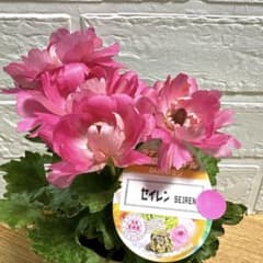 レア♡ラナンキュラス♡セイレン♡3.5号♡メルカリ便 - メルカリ