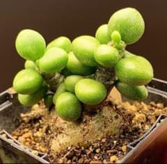 レア実生！　チレコドン ボドレイアエ　多肉植物　塊根植物　実生 m85015026783_1.jpg?1789010480