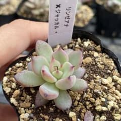 多肉植物 エケベリア リンゼアナxジャッカル - メルカリ