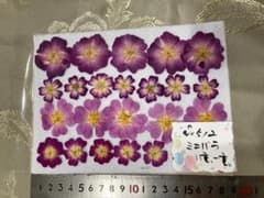 押し花素材 ミニバラ #512のサムネイル