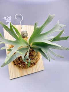 超極大+ 超美品 ビカクシダ P.willinckii Jewel spore - メルカリ