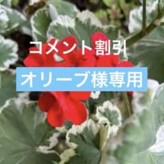 372＊ゼラニウム 丈夫で育てやすい斑入り葉ゼラニウム ゆうパケット便