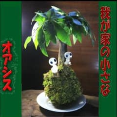 パキラ苔玉 木霊 苔テラリウム コケリウム ハイゴケ 我が家の小さな