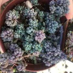 パープルヘイズ 多肉植物 カット苗のサムネイル