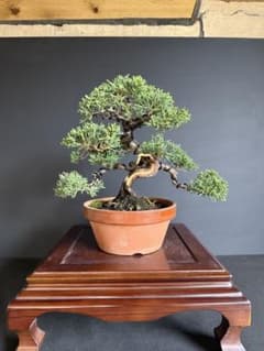 週末オークション　真柏盆栽no.1 捻転舎利 週末オークション 真柏盆栽no.1 捻転舎利 - メルカリ