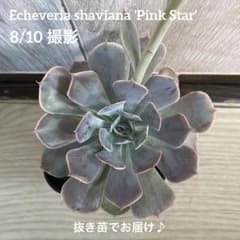 エケベリア ピンクスター 【抜き苗】 寄せ植え 多肉植物のサムネイル