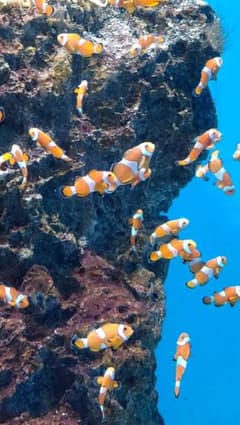 バトラ様専用ページのサムネイル