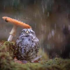 てりやきチキン様専用のサムネイル