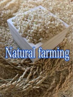 Natural farming 自然栽培玄米 長岡式酵素玄米 食養ご飯 自然療法 Natural farming自然栽培玄米 長岡式酵素玄米 食養ご飯 自然療法