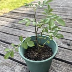 ⭐️専用⭐️薔薇　キングローズ  つるバラ   挿し木根付き苗 薔薇 キングローズ つるバラ 2025年分 挿し木 根付き・抜き苗 - メルカリ