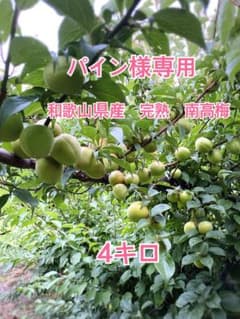 パイン様専用 和歌山県産 完熟南高梅 4kgのサムネイル